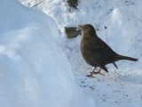 im Winter am Futterhaus - Amsel 01b